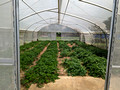 Gourmet Farms Silang, Cavite, Philippines  Tagaytay Ridge Tour Manila, Philippines 23-3L-_5023