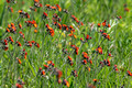 Orange Hawkweed Crex Meadows Wildlife Area 23-6-00764