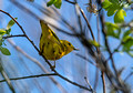 Yellow Warbler Hoffman Hills State Recreation Area 23-6-00027