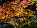 Arisugawa-no-miya Memorial Park, Minato City, Tokyo, Japan 24-12p-_1243