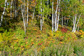 Black River Harbor 21-9-01206