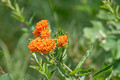 Butterfly Weed Crex Meadows State Wildlife Refuge 23-7-01532