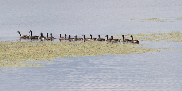Canada Geese Crex Meadows State Wildlife Refuge 23-7-01628