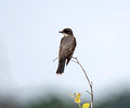 Eastern Kingbird Crex Meadows State Wildlife Refuge 23-7-01538
