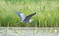 Great Blue Heron Crex Meadows State Wildlife Refuge 23-7-01486