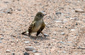 Least Flycatcher Crex Meadows State Wildlife Refuge 23-7-01543