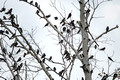 Tree Swallows Crex Meadows State Wildlife Refuge 23-7-01574
