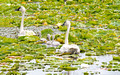 trumpeter swan and cygnets Crex Meadows State Wildlife Refuge 23-7-01462
