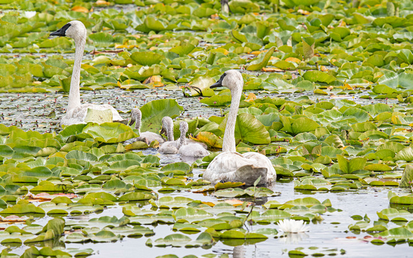 trumpeter swan and cygnets Crex Meadows State Wildlife Refuge 23-7-01462