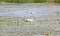 trumpeter swan and cygnets Crex Meadows State Wildlife Refuge 23-7-01492