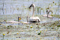 trumpeter swan and cygnets Crex Meadows State Wildlife Refuge 23-7-01496
