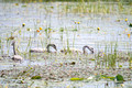 trumpeter swan cygnets Crex Meadows State Wildlife Refuge 23-7-01499