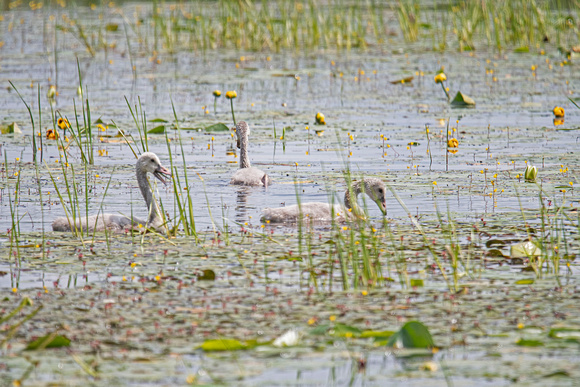 trumpeter swan cygnets Crex Meadows State Wildlife Refuge 23-7-01510
