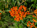 Butterfly Weed Colfax Red Cedar Preserve & Recreation Area 23-7P-_0019