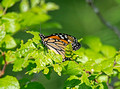 CMonarch Butterfly olfax Red Cedar Preserve & Recreation Area 23-7-00033