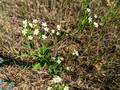 Flowering Spurge Colfax Red Cedar Preserve & Recreation Area 23-7P-_0013