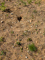 Remains of a Turtle Nest Colfax Red Cedar Preserve & Recreation Area 23-7P-_0012
