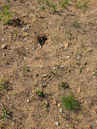 Remains of a Turtle Nest Colfax Red Cedar Preserve & Recreation Area 23-7P-_0012