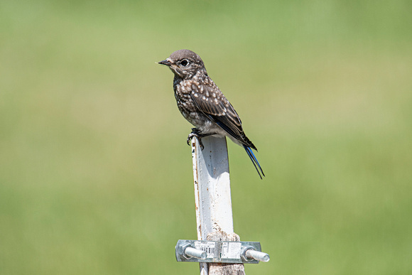 Fledgling Eastern Bluebird Canadian Hill Farm 23-7-01137