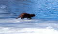 River Otter Ice Age Trail Hemlock Creek 21-3-00235