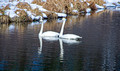 Trumpeter Swans Ice Age Trail Hemlock Creek 21-3-00268