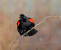 Red-winged Blackbird Gilbert Creek Wildlife Area 21-4-01116a