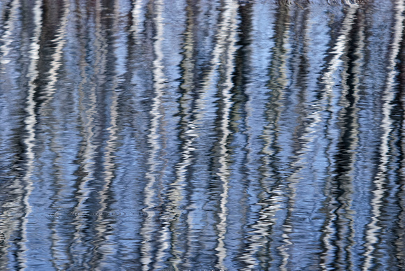 Pond Reflections 12-3-_0937