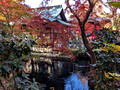 Inokashira Park, Mitaka, Tokyo, Japan 24-12p-_0856