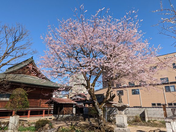 Hida Kokubun-ji Temple Takayama, Japan 23-3L-_3782