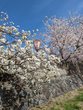 Higashiyamagashi Ryokuchi Park Kanazawa, Japan 23-3L-_3684