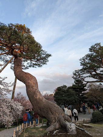 Kenrokuen Garden Kanazawa, Japan 23-3L-_3351