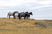 Theodore Roosevelt National Park