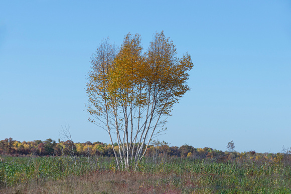 Crex Meadows Wildlife Area 21-11-02583