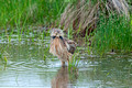 American bittern Crex Meadows 18-6-09815