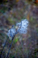 Milkweed Crex Meadows Wildlife Area 21-11-02626