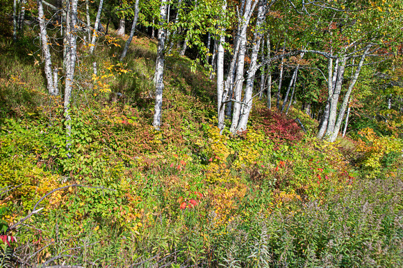 Black River Harbor 21-9-01194