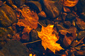 Leaves 11-10-_0920