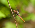 Dragonfly  09-66- 042