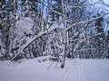 Swedetown Ski Trails 14-3-_0031