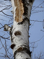 Pileated Woodpecker Ice Age Trail Hemlock Creek Segment 22-3P-_0062