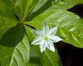 Star flower 09-65- 006