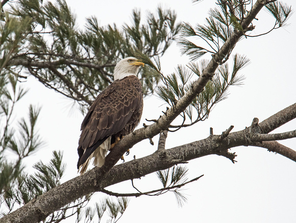 Bald Eagle Crex Meadows Wildlife Area 19--3-02206