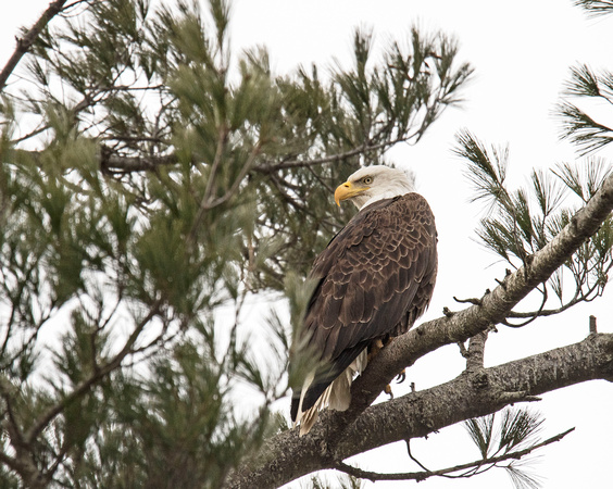 Bald Eagle Crex Meadows Wildlife Area 19--3-02219