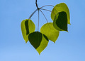 Backetlit Leaves Hoffman Hills Recreation Area 19-5-00515