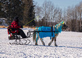 Northwoods Harness Club Sleigh and Cutter Rally Ashland 17-1-2333