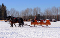 Northwoods Harness Club Sleigh and Cutter Rally Ashland 17-1-2261