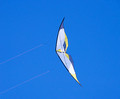 Kites on Ice Festival Buffalo Minnesota 20-2-01706