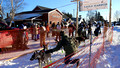 CopperDog 150 Sled Dog Race 20-2L-_0447