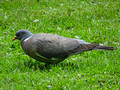 Common Wood Pigeon Royal Palace Gardens Oslo Norway 18-7P-_1759