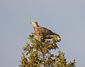 Bald Eagle 17-11-00457